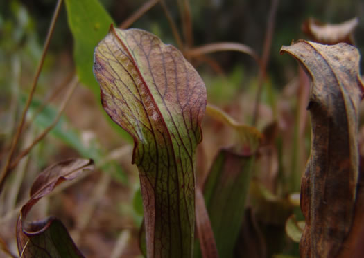 image of Sarracenia rubra ssp. rubra, Sweet Pitcherplant, Redflower Pitcherplant, Red Pitcherplant, Carolina Sweet Pitcherplant
