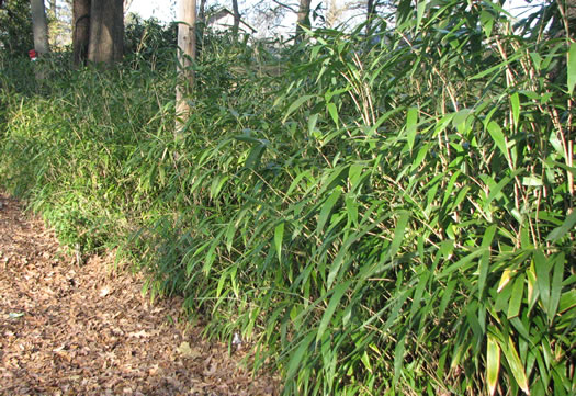 image of Pseudosasa japonica, Arrow Bamboo