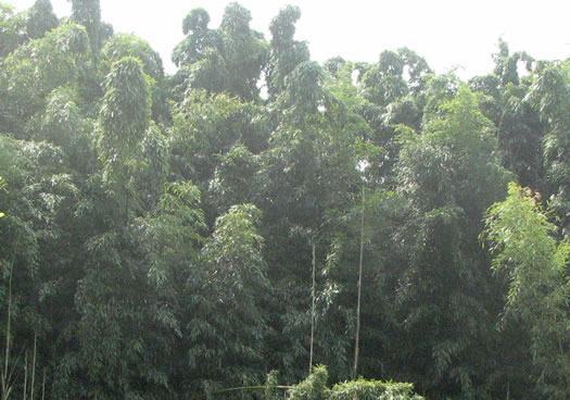image of Phyllostachys makinoi, Makinoi Bamboo