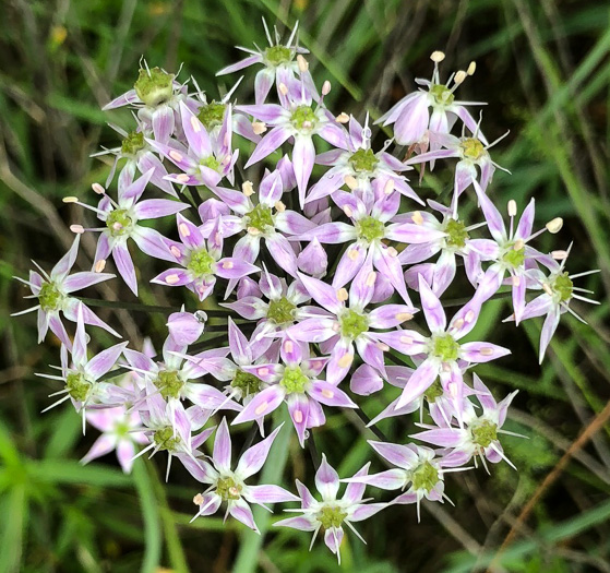 image of Allium keeverae, Keever’s Onion, Brushy Mountain Onion