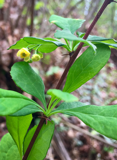 image of Berberis canadensis, American Barberry, Allegheny Barberry