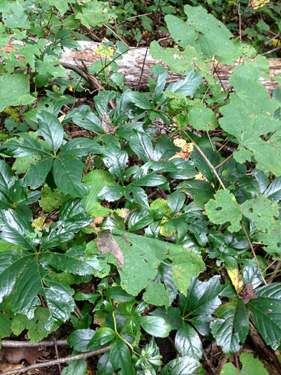 image of Parthenocissus inserta, Thicket Creeper, Woodbine