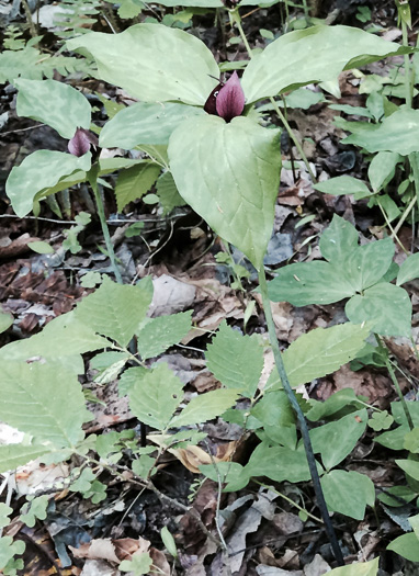 image of Trillium recurvatum, Prairie Trillium, Prairie Wake-robin, Recurved Trillium