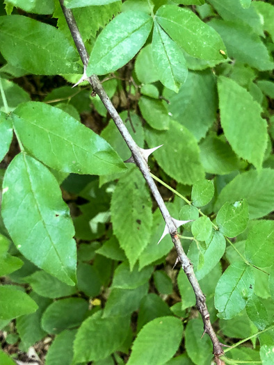 image of Zanthoxylum americanum, Prickly-ash, Toothache Tree, Northern Prickly-ash