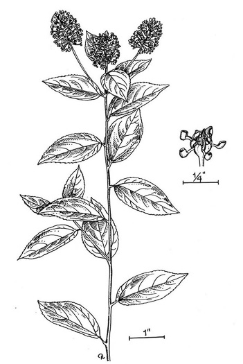 drawing of Ceanothus americanus var. americanus, Common New Jersey Tea, Redroot, Northeastern Ceanothus