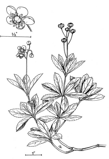 image of Chimaphila umbellata var. cisatlantica, Prince's-pine