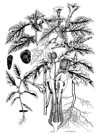 image of Datura stramonium, Jimsonweed, Thornapple, Stramonium