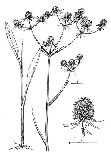 drawing of Eryngium aquaticum, Marsh Eryngo