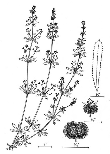 image of Galium aparine, Cleavers, Bedstraw