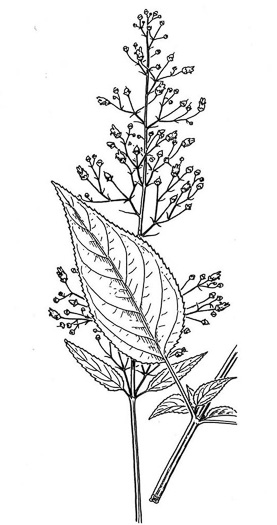 drawing of Scrophularia marilandica, Eastern Figwort, Carpenter's Square, Late Figwort