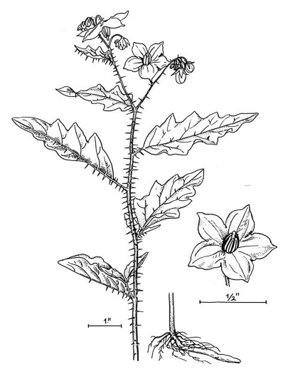 drawing of Solanum carolinense var. carolinense, Carolina Horsenettle, Ball-nettle
