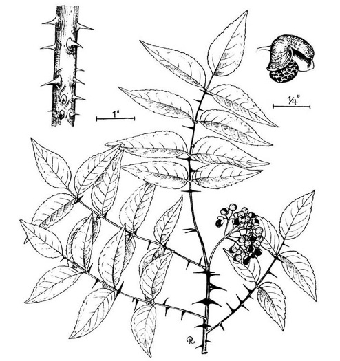 image of Zanthoxylum clava-herculis, Southern Toothache Tree, Hercules-club, Sea-ash, Southern Prickly-ash