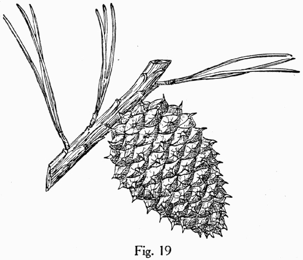 image of Pinus rigida, Pitch Pine