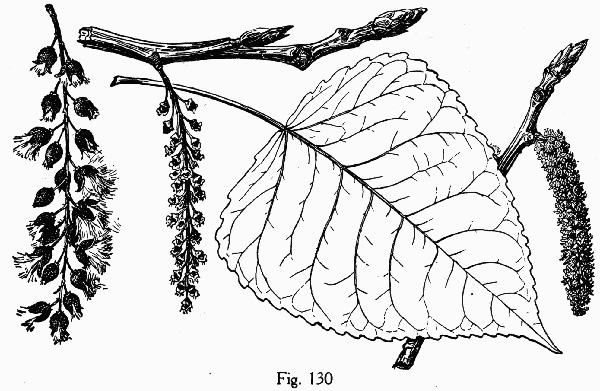 image of Populus balsamifera, Balsam Poplar, Hackmatack, Tacamahac