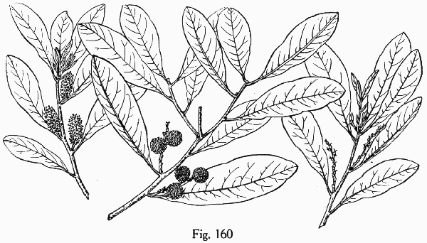 image of Morella inodora, Scentless Bayberry, Odorless Bayberry