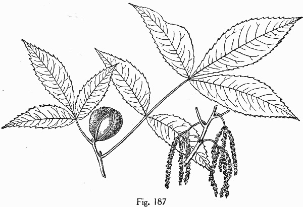 drawing of Carya floridana, Scrub Hickory