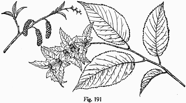 drawing of Carpinus caroliniana +, Musclewood, American Hornbeam, Blue-beech, Ironwood