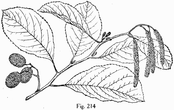 image of Alnus maritima ssp. georgiensis, Georgia Alder
