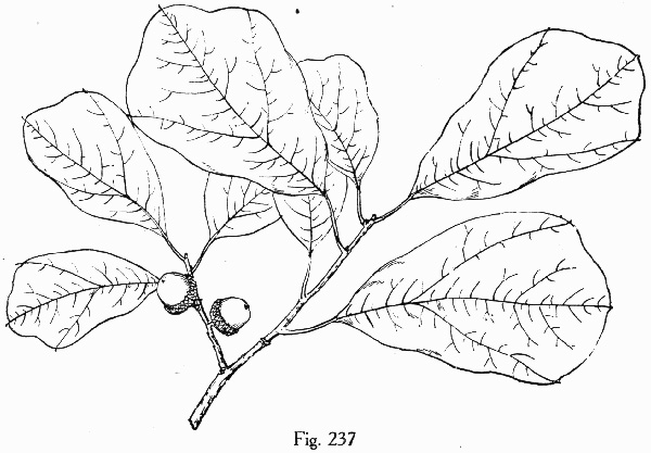 drawing of Quercus arkansana, Arkansas Oak