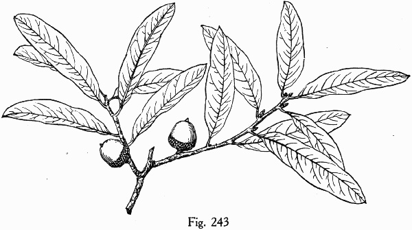 drawing of Quercus incana, Bluejack Oak