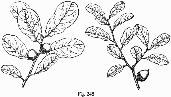 drawing of Quercus myrtifolia, Myrtle Oak