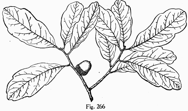 image of Quercus chapmanii, Chapman Oak