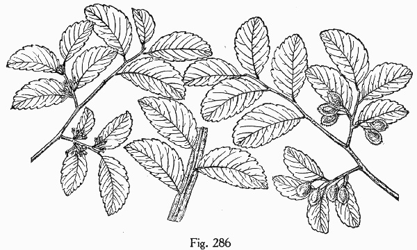 image of Ulmus crassifolia, Cedar Elm