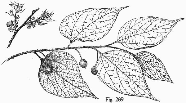 image of Celtis occidentalis, Northern Hackberry