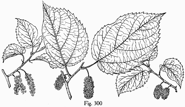 drawing of Morus rubra, Red Mulberry