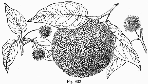 image of Maclura pomifera, Osage-orange, Hedge-apple, Bow-wood