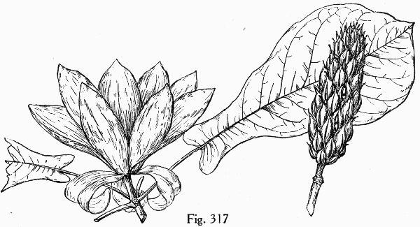drawing of Magnolia pyramidata, Pyramid Magnolia