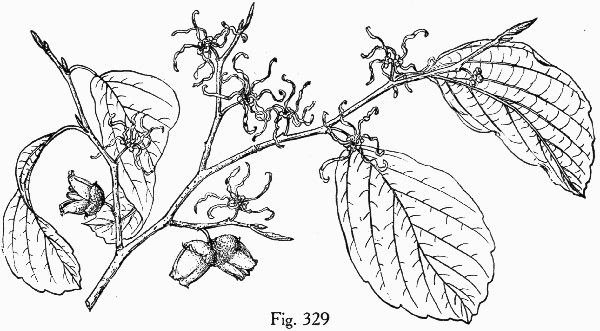 image of Hamamelis virginiana var. henryae, Small-leaved Witch-hazel