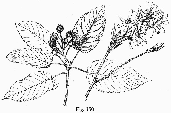image of Amelanchier canadensis, Eastern Serviceberry, Canadian Serviceberry