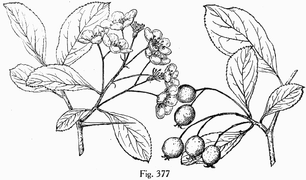image of Crataegus ×mohrii, Mohr's Hawthorn