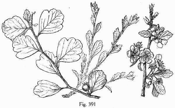 image of Crataegus ×rufula, Rufous Mayhaw, Florida Mayhaw