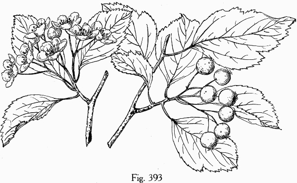 drawing of Crataegus viridis, Green Hawthorn, Greenhaw