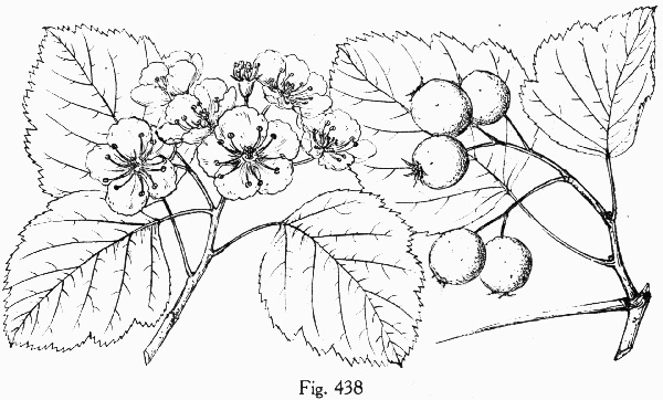 image of Crataegus submollis, Northern Downy Hawthorn, Quebec Hawthorn