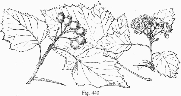 image of Crataegus pennsylvanica, Pennsylvania Hawthorn
