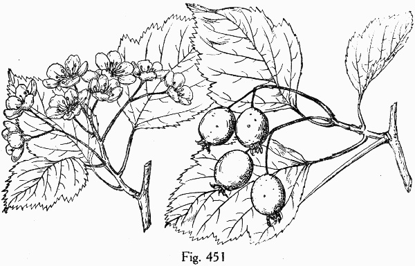 image of Crataegus coccinea, Scarlet Hawthorn