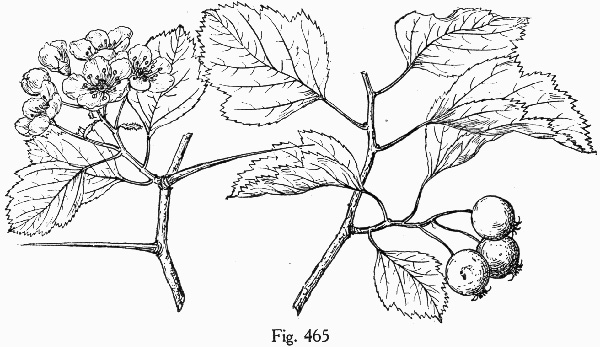 image of Crataegus buckleyi, Buckley's Hawthorn
