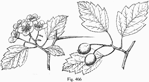 image of Crataegus venusta, Red Mountain Hawthorn