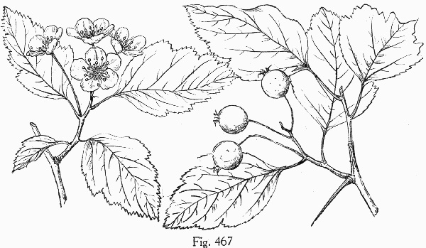 image of Crataegus sargentii, Sargent's Hawthorn