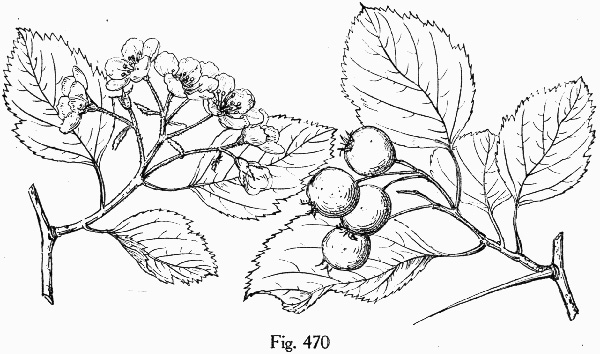 image of Crataegus harbisonii, Harbison's Hawthorn