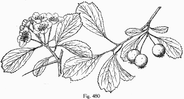 drawing of Crataegus senta, Rough Hawthorn, Southern Haw
