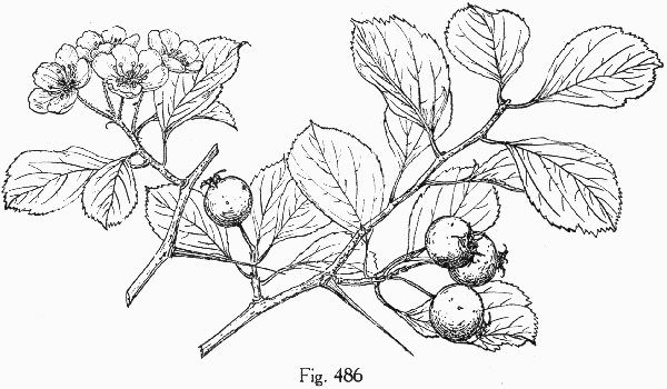 drawing of Crataegus aprica, Sunny Hawthorn