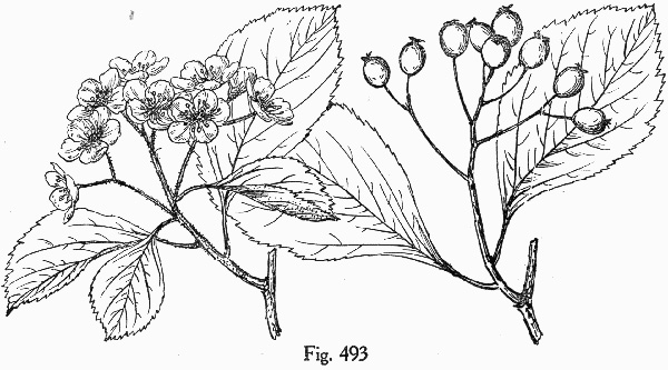 image of Crataegus calpodendron, Pear Hawthorn
