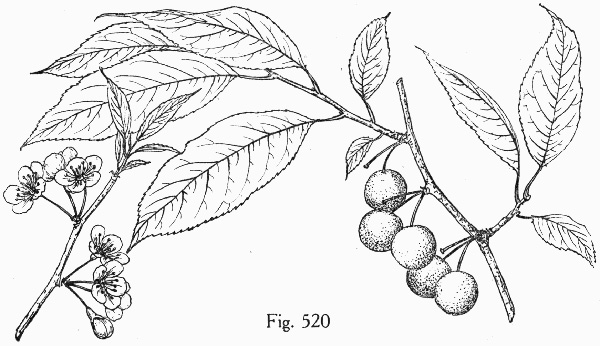 image of Prunus alleghaniensis var. alleghaniensis, Allegheny Plum, Allegheny Sloe