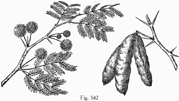 image of Vachellia farnesiana, Common Sweet Acacia, Huisache