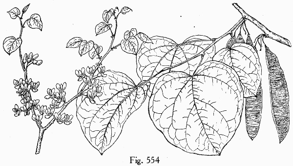 image of Cercis canadensis var. canadensis, Eastern Redbud, Judas Tree