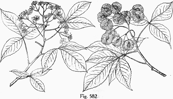 image of Ptelea trifoliata, Wafer-ash, Hoptree